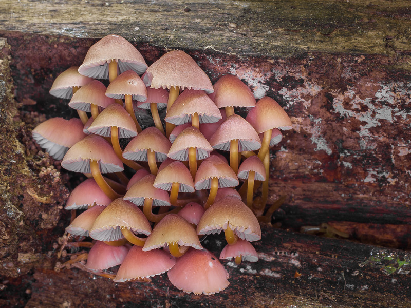 Mycena renati